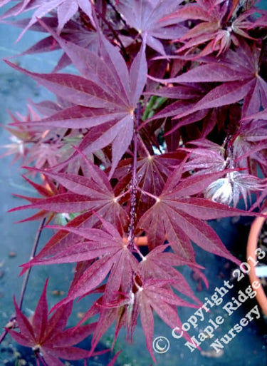 Acer shirasawanum 'Red Dawn' - mapleridgenursery